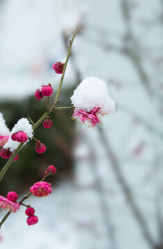 雪梅