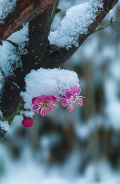 雪梅