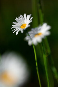 大滨菊