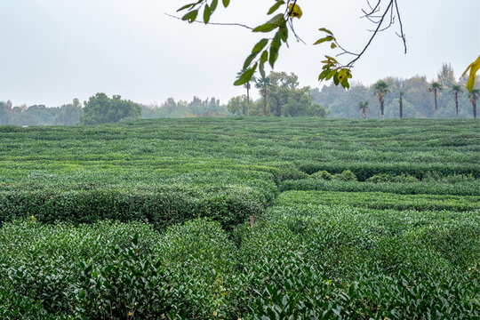 龙井茶园