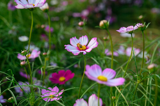 格桑花