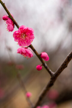 梅花