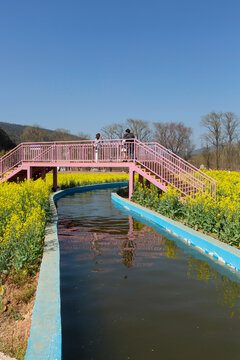 蓝天白云小桥油菜花田园风景