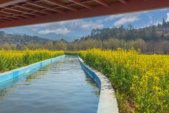 安宁金色螳川水渠油菜花