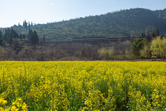 安宁金色螳川油菜花田园风景