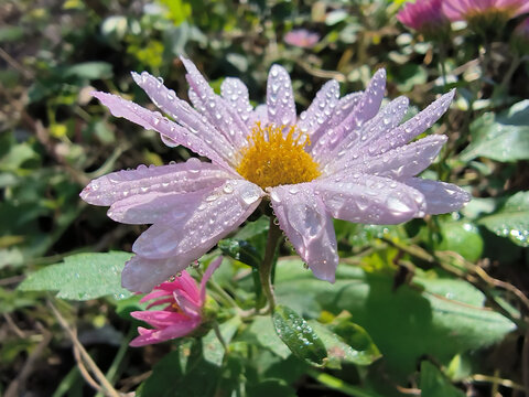 菊花水珠特写