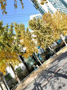 秋天街边银杏树