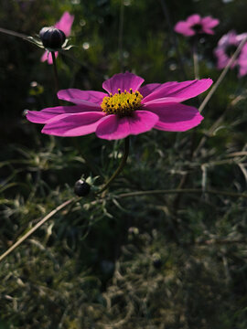 格桑花花都特写