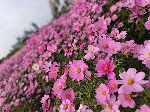 花海花团锦簇