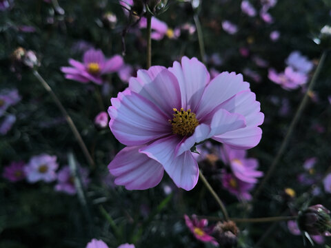 格桑花特写