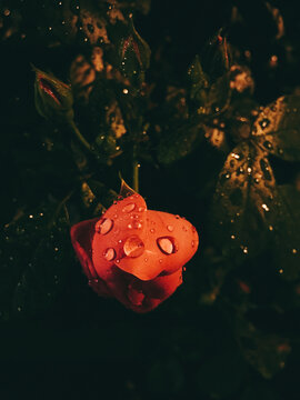 雨夜蔷薇
