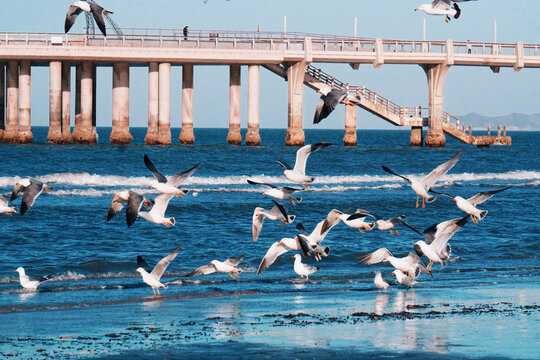 海鸥大海