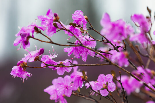 春暖花开杜鹃烂漫