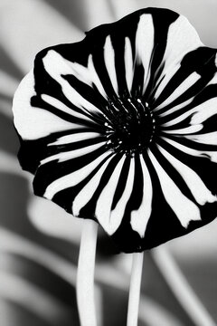 手绘花朵黑白装饰画