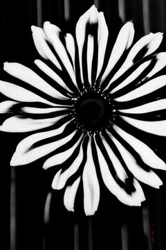 抽象花卉黑白装饰画