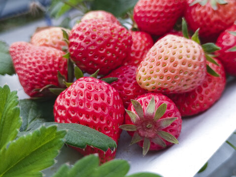草莓园鲜果