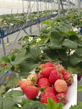 温室鲜果红草莓