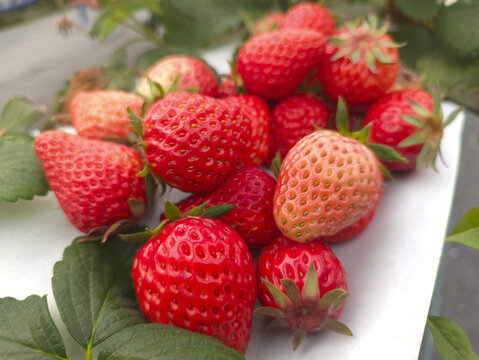 鲜果红草莓