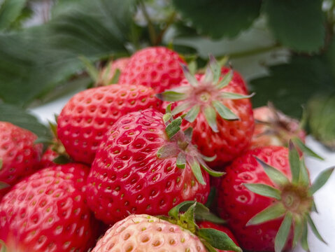 鲜果红草莓上市