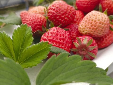 种植鲜果红草莓