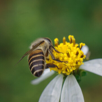 在花朵上采蜜的蜜蜂