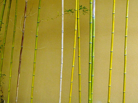 竹子围墙