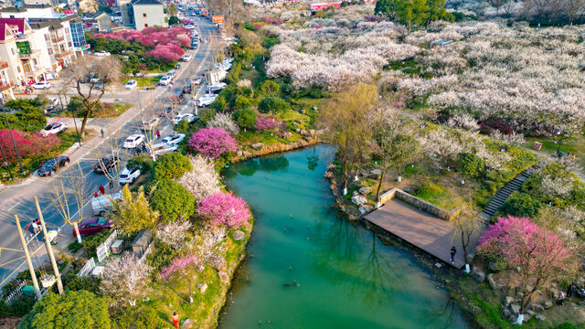 超山梅花