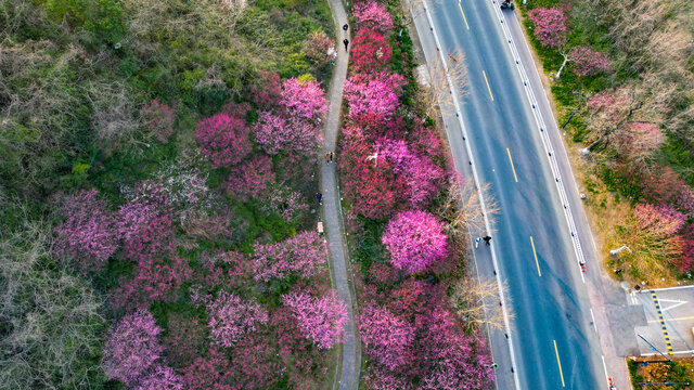 梅花公路