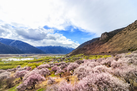 林芝桃花沟