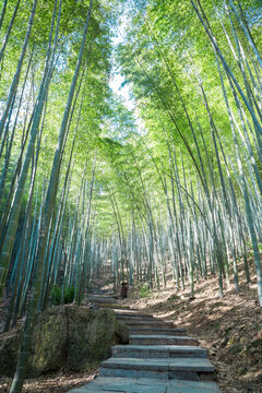 竹林小路