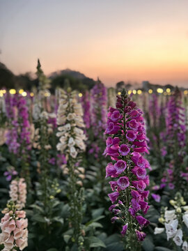 毛地黄花春色夕阳美