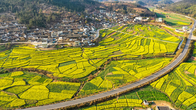 油菜花开飘香来