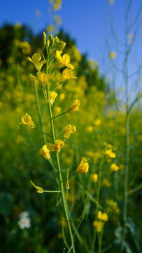 春天油菜花开