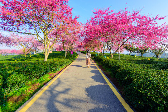 台品樱花茶园