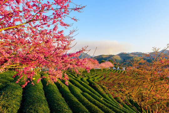 台品樱花茶园