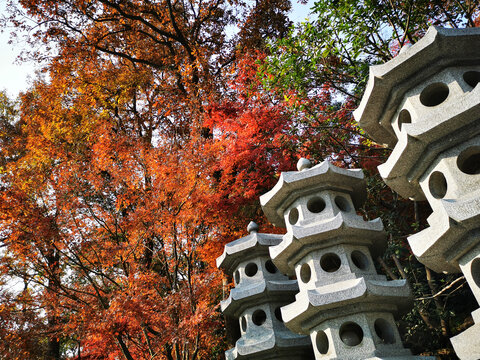 枫叶与石塔