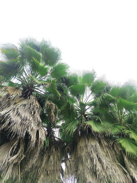 蒲葵棕榈树