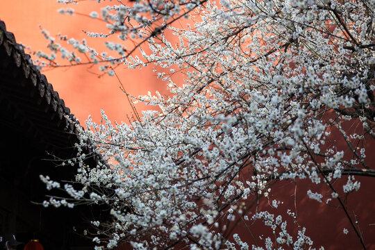 杭州钱王祠梅花红墙白梅