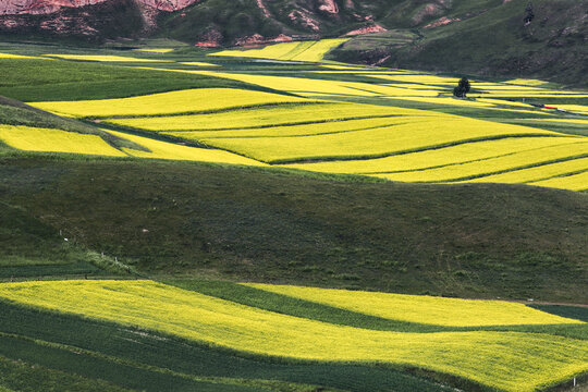 青海祁连县卓尔山油菜花风光