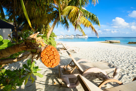 马尔代夫沙滩躺椅热带水果