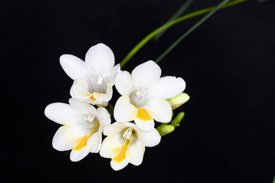 黑背景白花香雪兰