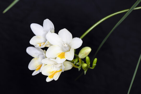 黑背景白花香雪兰