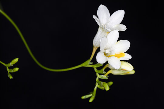 黑背景白花香雪兰