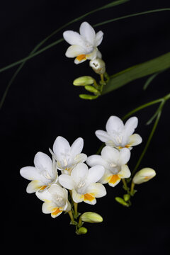 黑背景白花香雪兰