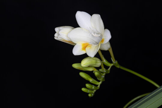 黑背景白花香雪兰