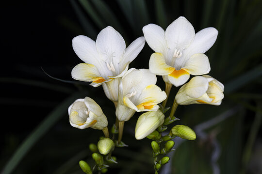 黑背景白花香雪兰