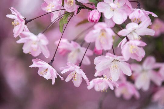 垂丝海棠花