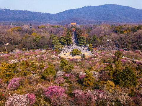 江苏省南京市梅花山春天