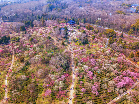 江苏省南京市梅花山春天