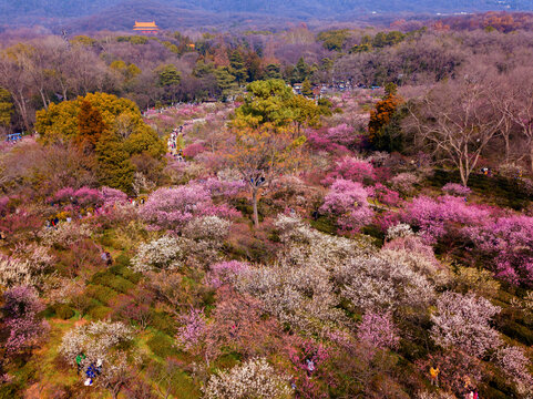 江苏省南京市梅花山春天